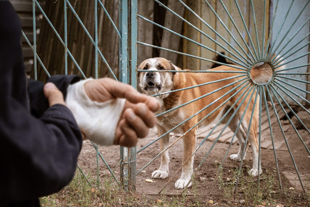 The male Alabai dog bit the man’s hand, which is now bandaged.
