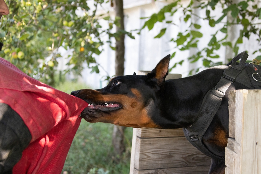 An angry, aggressive Doberman Pinscher grabs a criminal’s clothes during service training